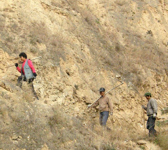 雖沒(méi)有十里桃林，漫山遍野的灼灼芳華。但我們有萬(wàn)畝國(guó)家級(jí)標(biāo)準(zhǔn)化油橄欖種植示范基地，漫山遍野，香氣撲鼻。畝是中國(guó)市制土地面積單位，一畝等于六十平..