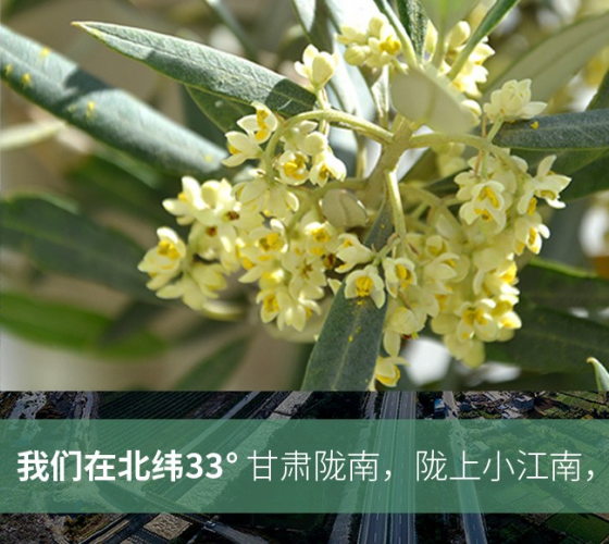 武都的氣候、土壤等與地中海沿岸極其相似，同處于世界頂級(jí)油橄欖黃金生產(chǎn)帶（32°58--33°36）年平均氣溫為14.7°，年日照時(shí)數(shù)1911..